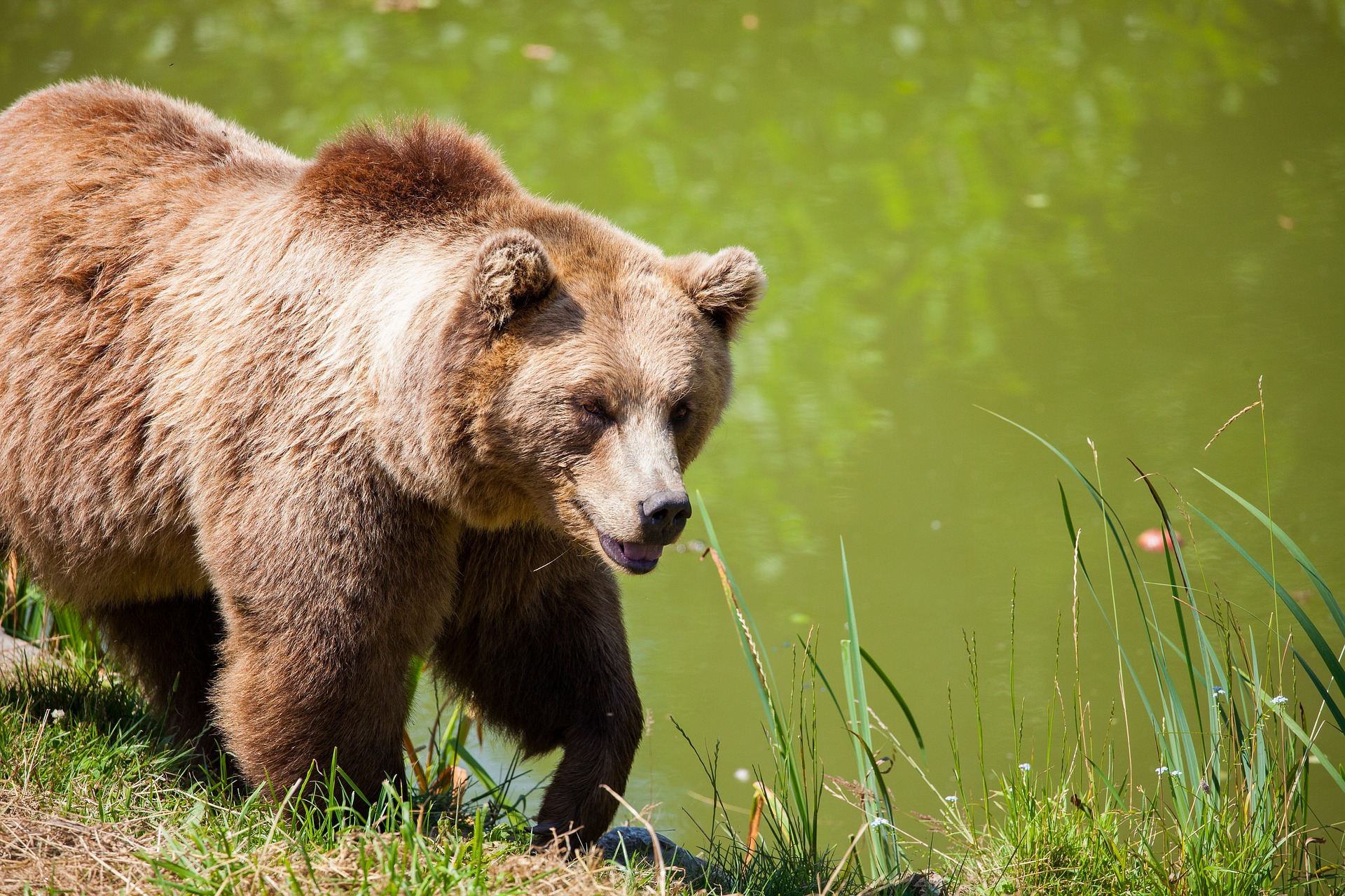 Karu on Eesti metsade suurim kiskja. Foto on illustratiivne.