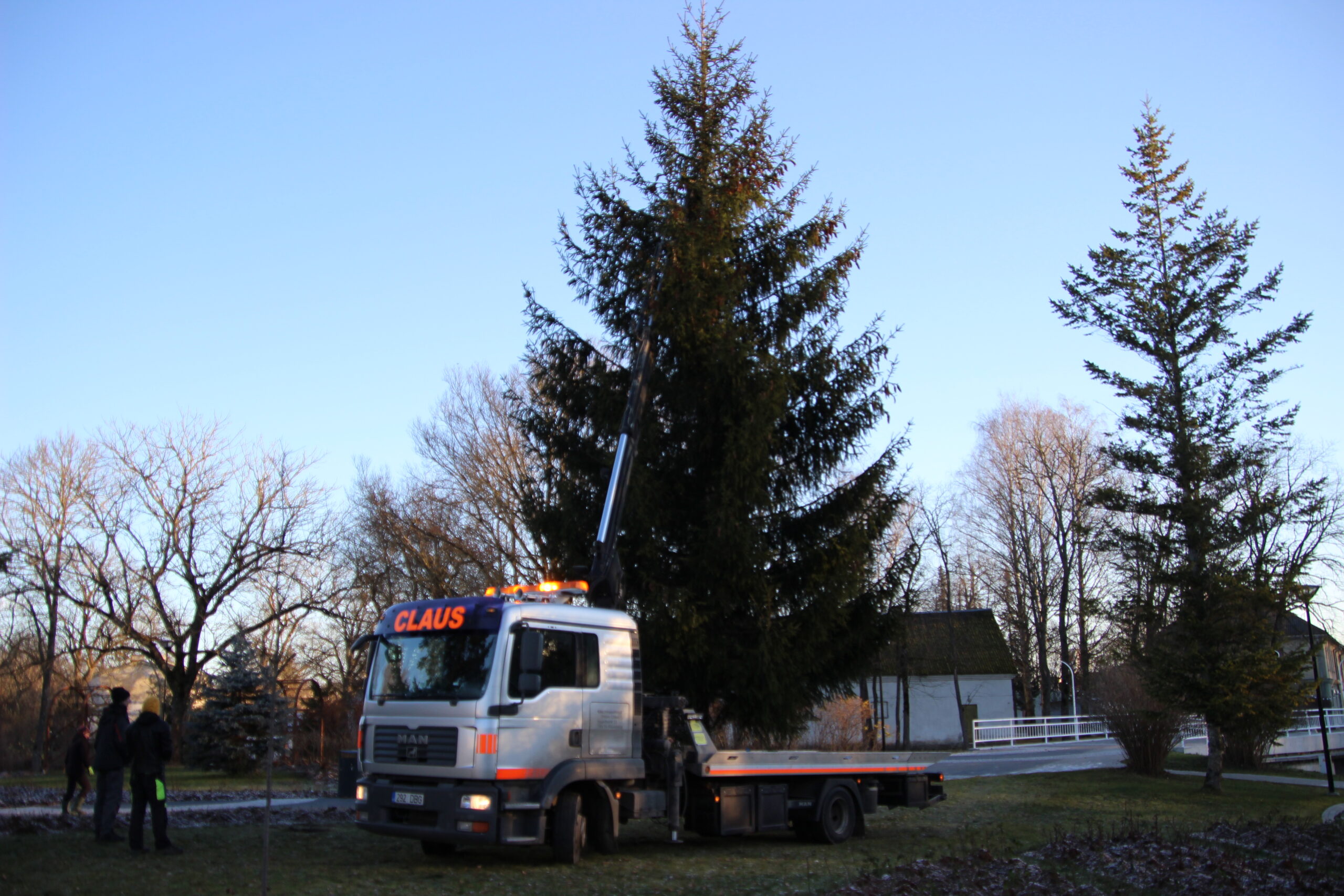 Jõulukuusk jõudis oma uude koju. Foto Raimo Metsamärt.