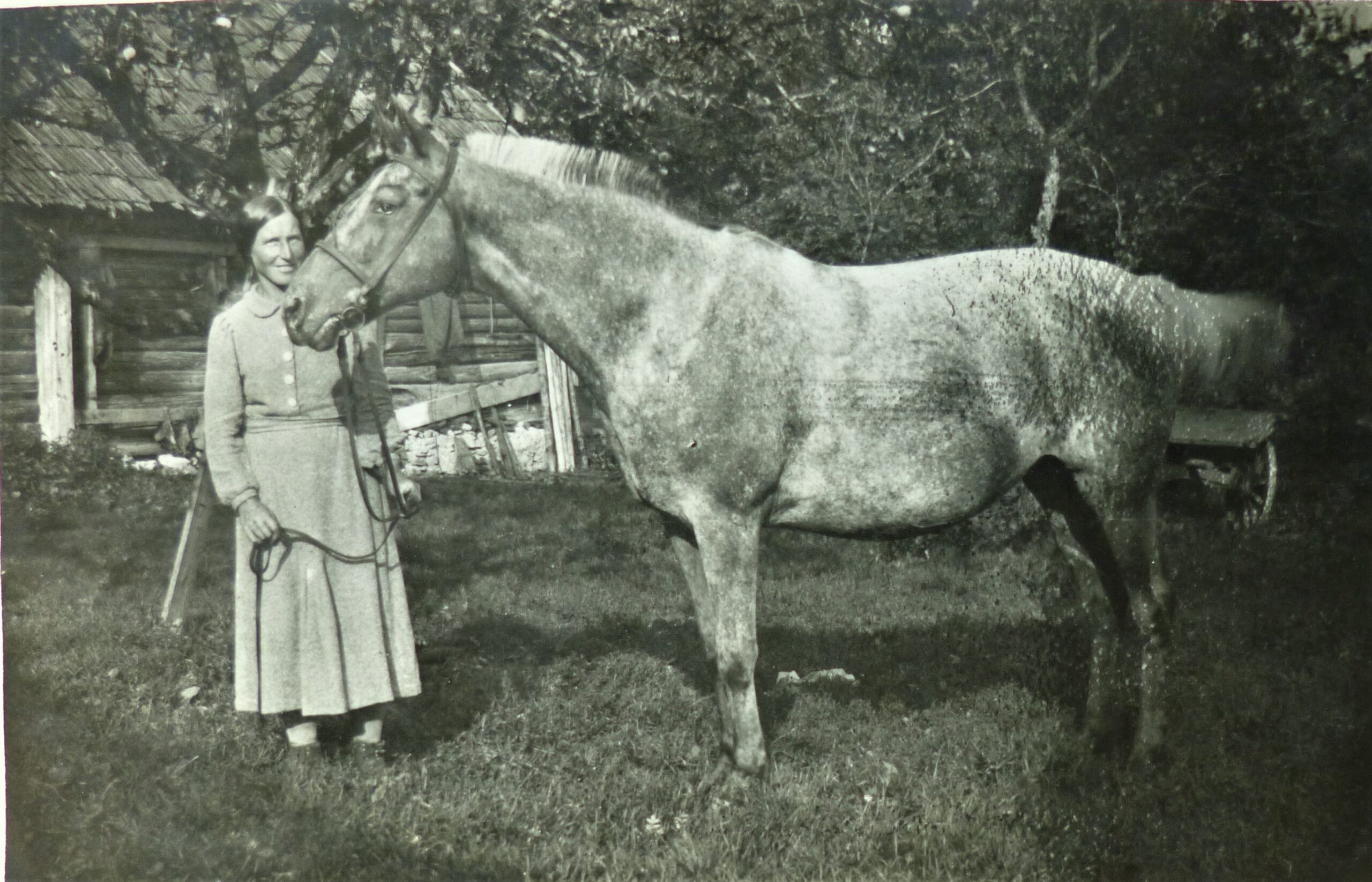 Põltsamaa vanadel fotodel: Voorimees Lilli Sulg oma hobusega.Fotograaf teadmata. Foto Eesti Rahva Muuseumist