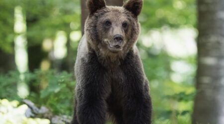 Karuga kohtudes püüa jääda rahulikuks ning eemaldu selg ees. Foto on illustratiivne. Foto pixabay.com