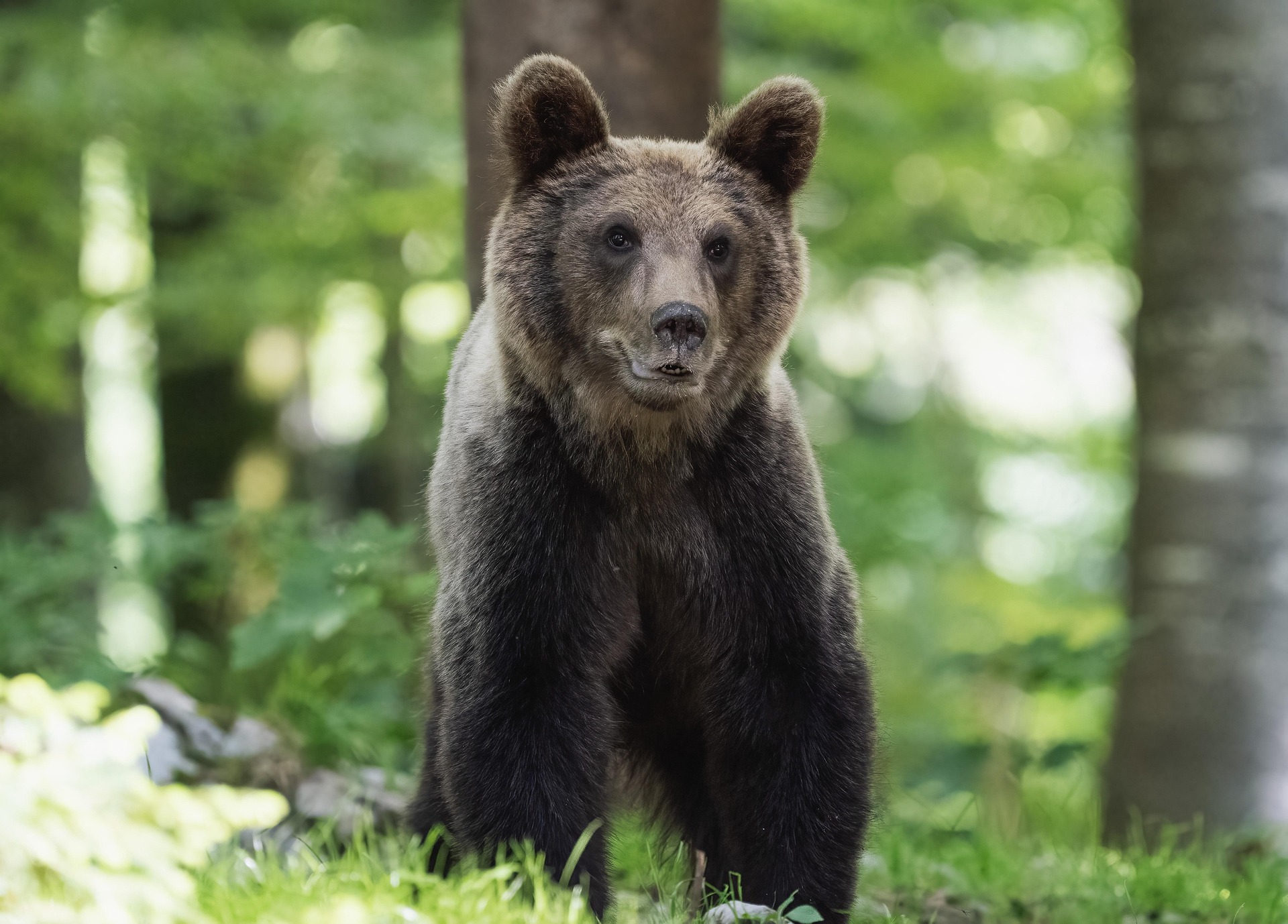 Karuga kohtudes püüa jääda rahulikuks ning eemaldu selg ees. Foto on illustratiivne. Foto pixabay.com