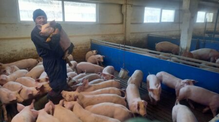 Toomas Tõnts on oma farmis võtnud katku vältimiseks kasutusele kõik abinõud. Foto erakogu