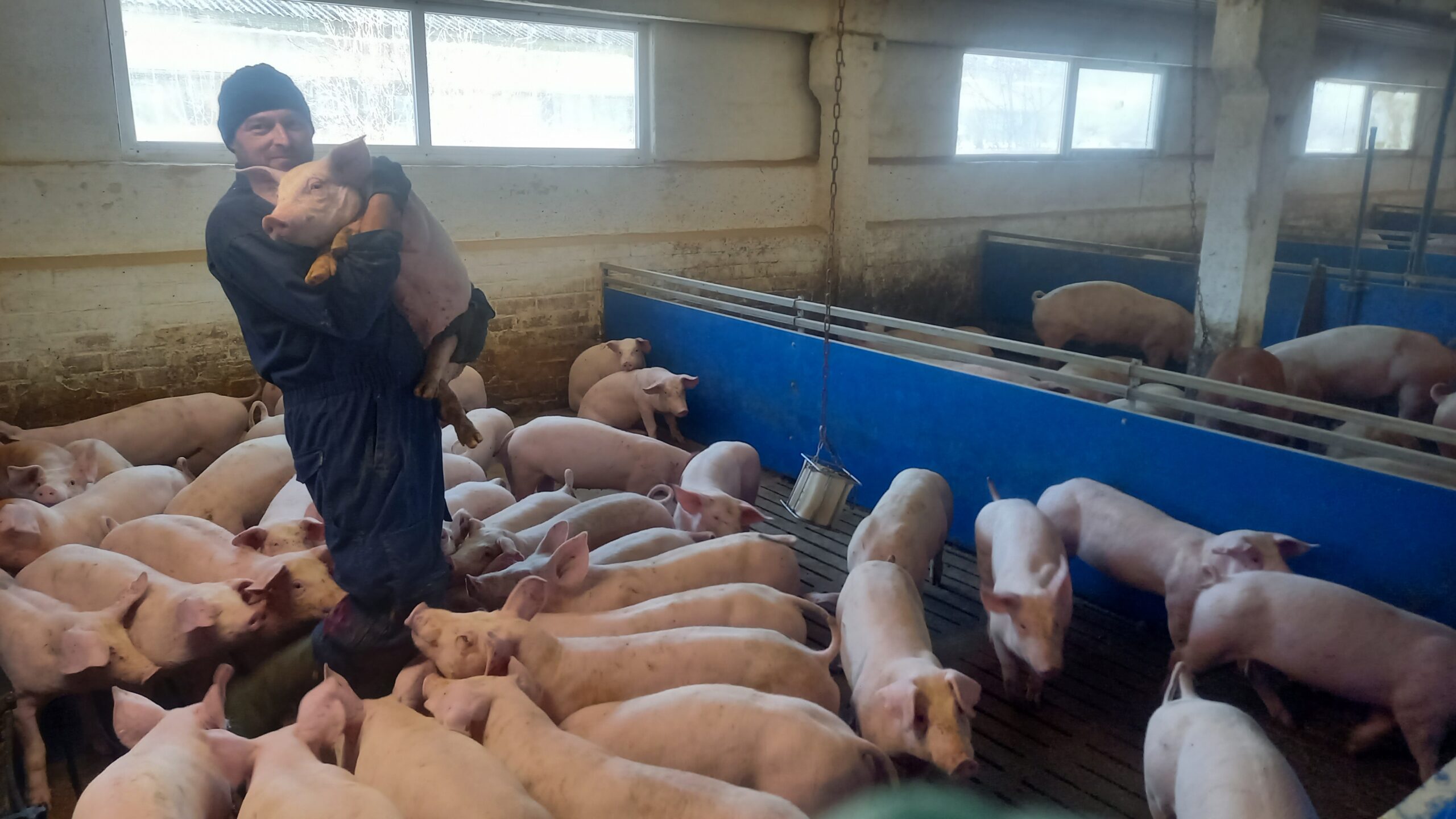 Toomas Tõnts on oma farmis võtnud katku vältimiseks kasutusele kõik abinõud. Foto erakogu