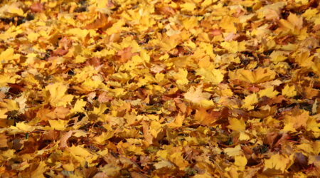 Foto on illustratiivne