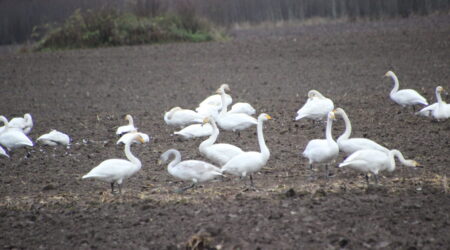 Foto Raimo Metsamärt