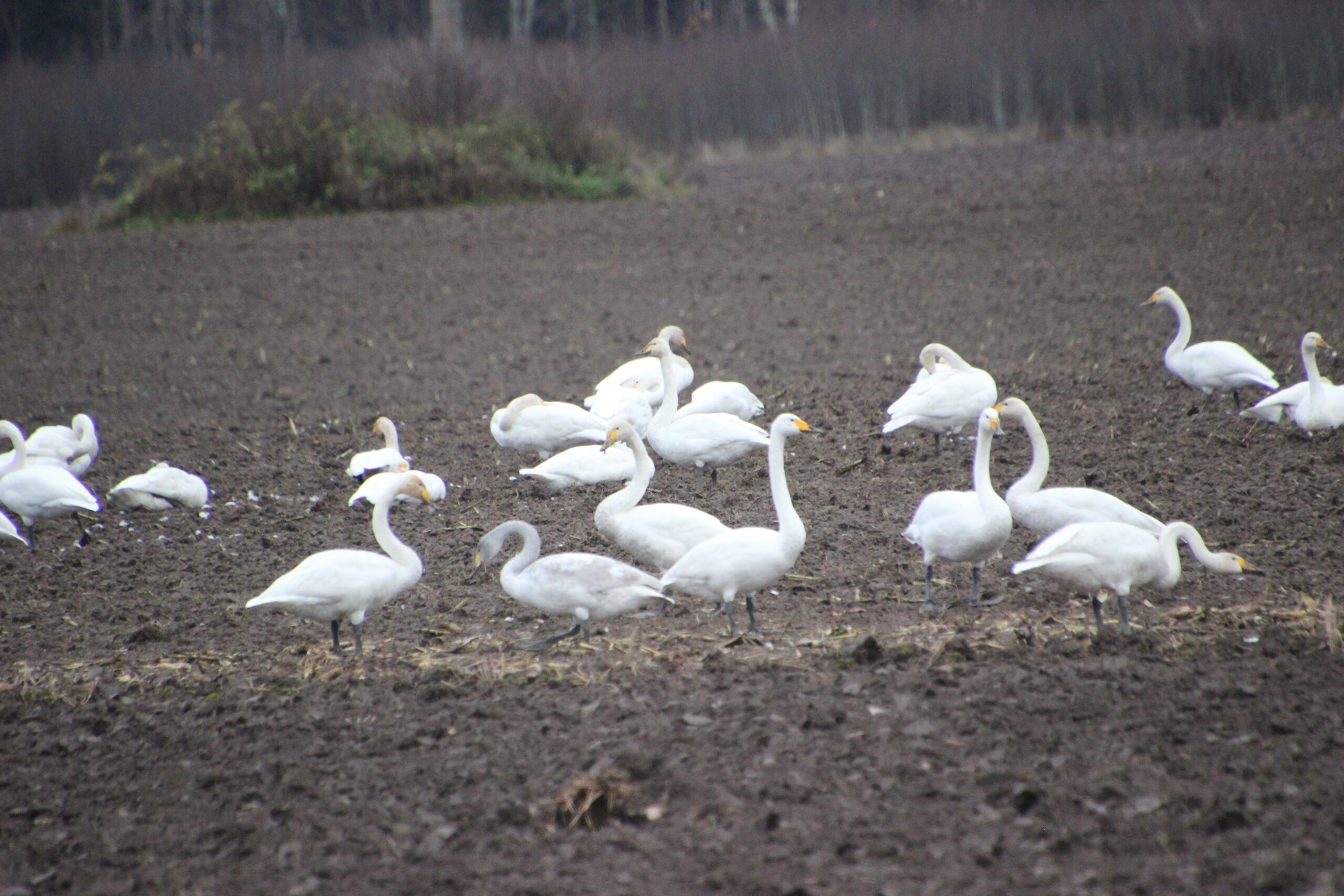 Foto Raimo Metsamärt