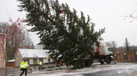 Kuusk jõudis äsja oma uude elukohta. Foto Raimo Metsamärt