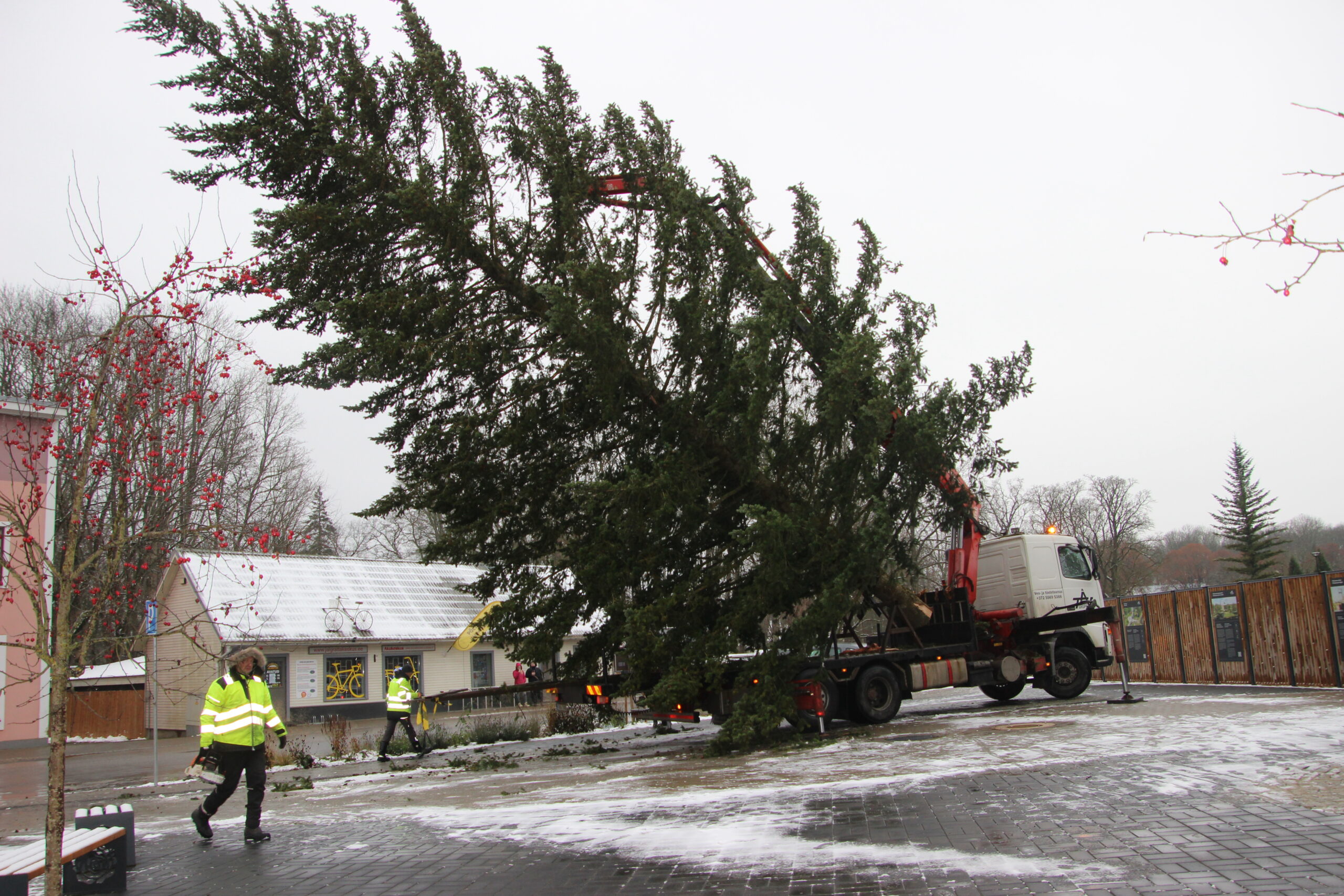 Kuusk jõudis äsja oma uude elukohta. Foto Raimo Metsamärt