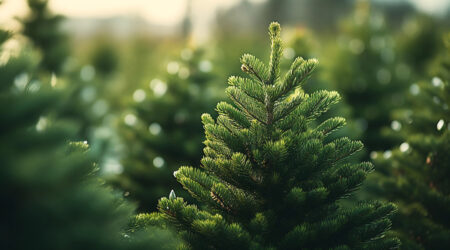 Illustreeriv pilt Pixabay.com