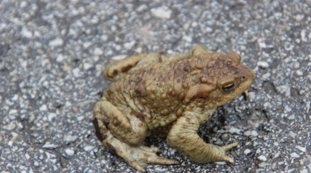 Foto Raimo Metsamärt