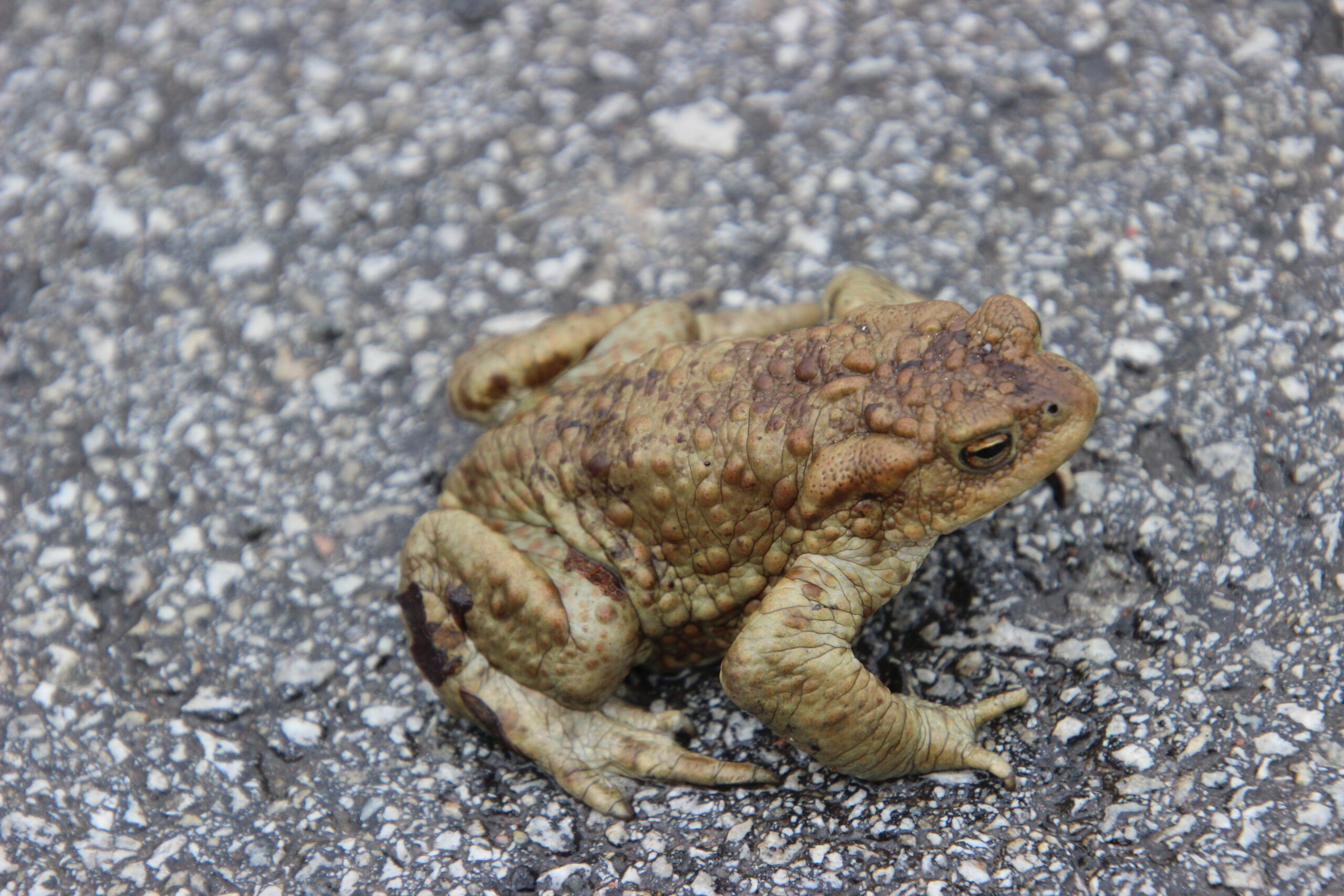 Foto Raimo Metsamärt