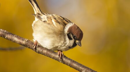 Ingel Vossmanni fotonäituselt.