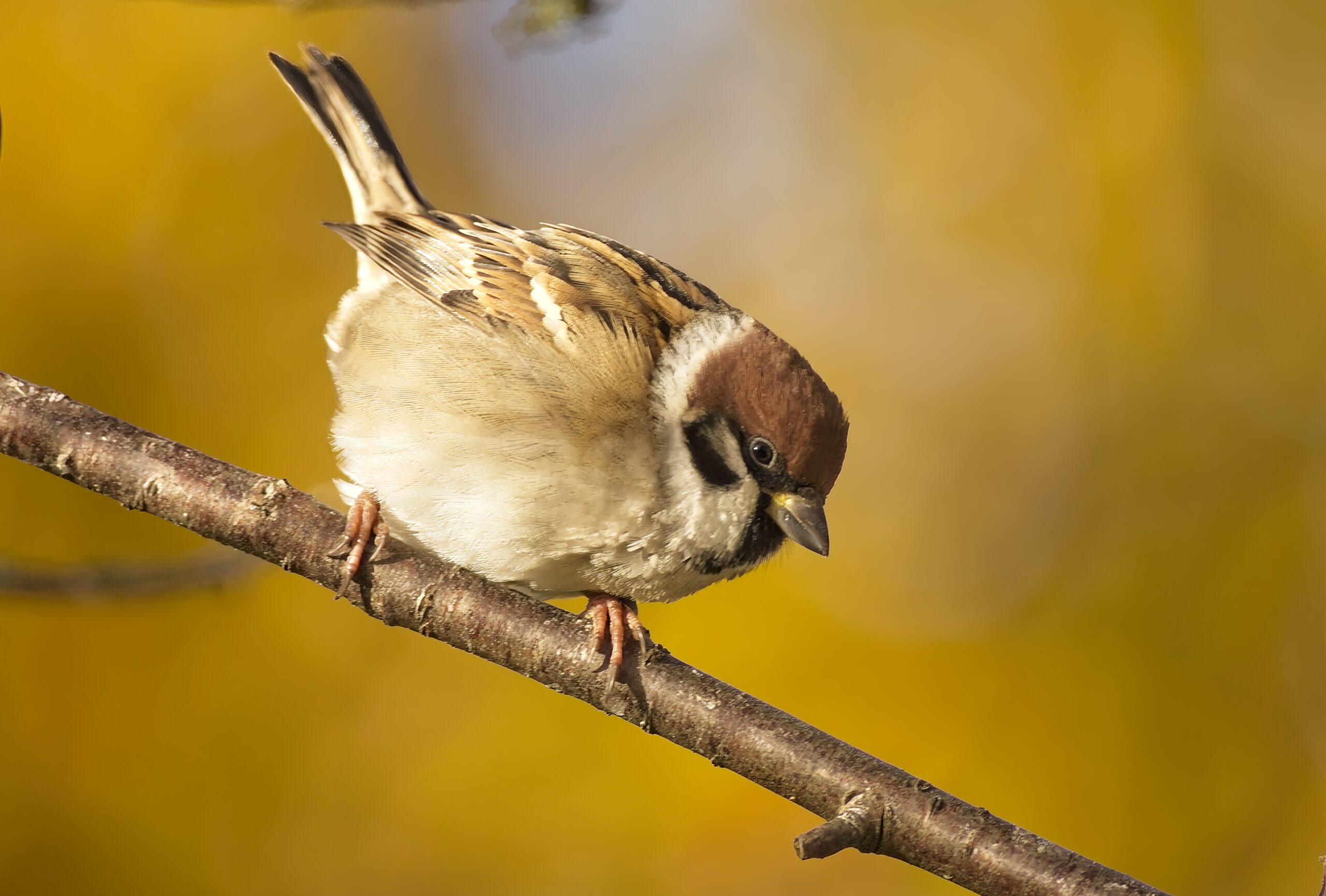 Ingel Vossmanni fotonäituselt.